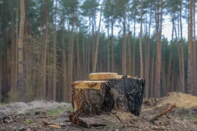 Зрізані дерева