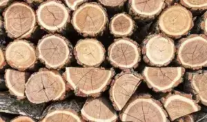 На Уманщині затримали чоловіка, що незаконно вирубував ліс
