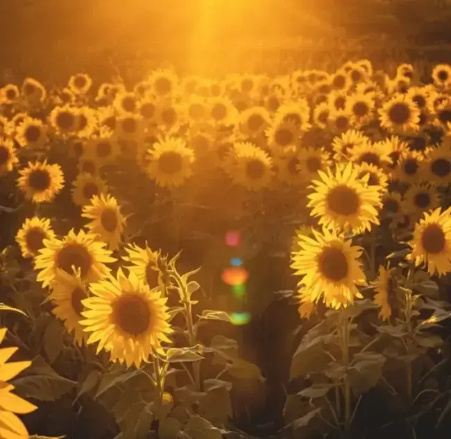 Прогноз погоди в Умані 21-23 серпня