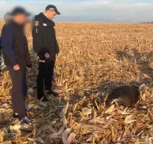 На Уманщині поліція розшукує браконьєрів, які вполювали дикого кабана