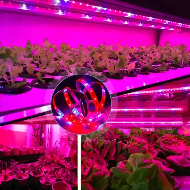Зеленое чудо на вашем окне: микрозелень и фито светодиодные ленты