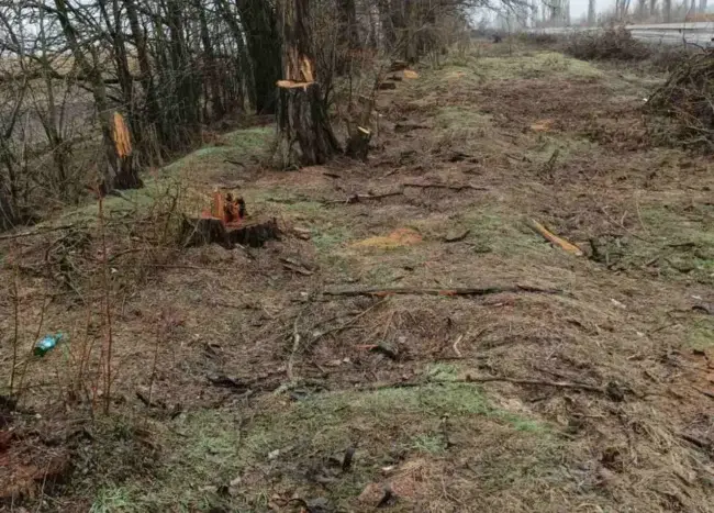 Черкащина знову потерпає від браконьєрів: вони незаконно вирубують дерева