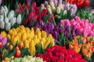 Прогноз погоди в Умані на 26-28 квітня