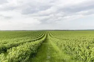 Де інокулянти (бактерії на сою) купити терміново