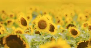 Прогноз погоди в Умані 27 та 28 липня