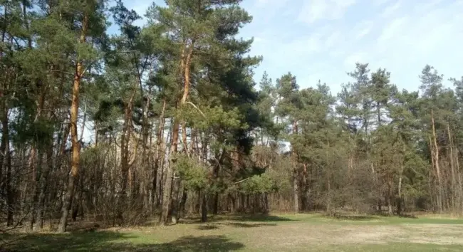 У державну власність повернули лісову ділянку на Уманщині