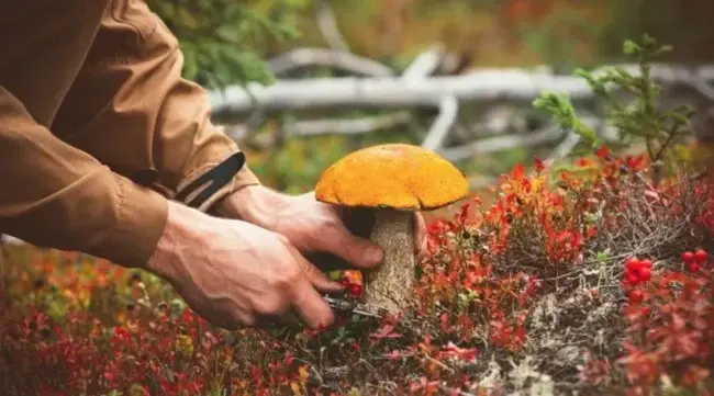 На Черкащині дозволили відвідувати ліси під час сезону збору грибів