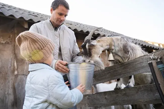 Комбікорм: повноцінне харчування для високої продуктивності тварин