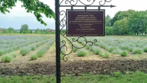 На території університету в Умані розквітло лавандове поле площею понад 1,5 гектара