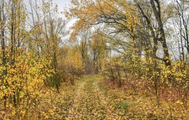 6 жовтня 2025: що святкуємо в Україні – від церковних традицій до міжнародних фестів