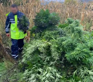 В Жашкові знайшли цілу плантацію конопель: власник намагався підкупити поліцію