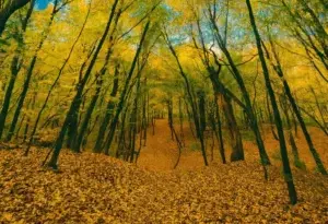 Прогноз погоди в Умані на 11-14 листопада 2025