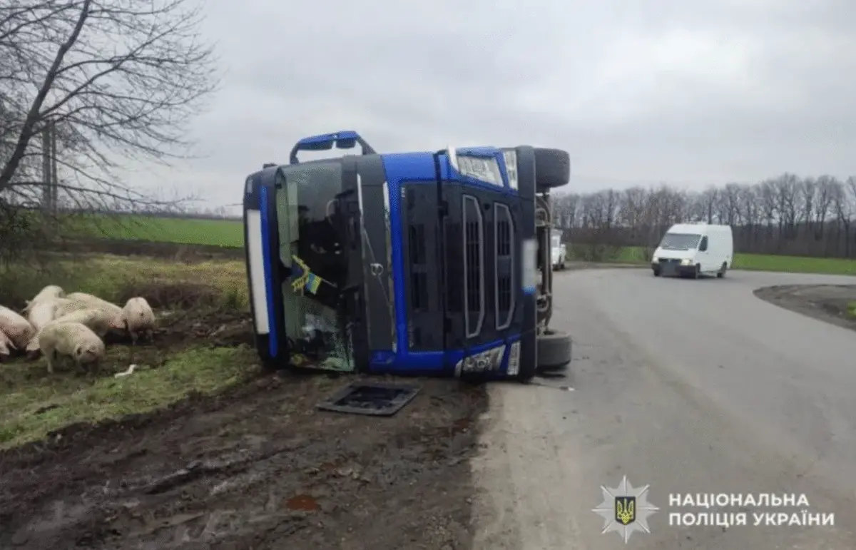 На Уманщині перекинулася вантажівка з худобою