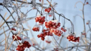 Сьогодні на Черкащині зафіксували на поверхні снігу –29°С