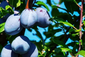 Догляд за молодою сливою: що потрібно знати після покупки саджанця