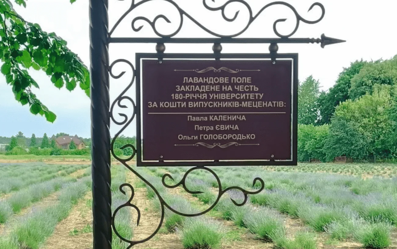 Де в Умані лавандове поле як в Провансі і як туди потрапити