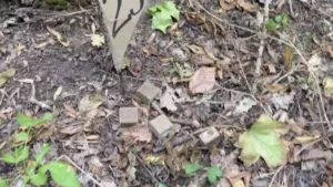 На Уманщині стартувала пероральна вакцинація диких тварин проти сказу