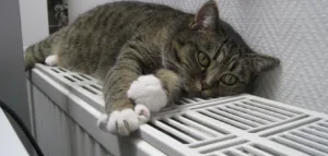 Громади на Черкащині почали визначатися з початком опалювального сезону 2026/2027